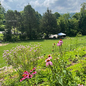 Wildflowers and yard