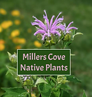 Millers Cove Native Plants logo with wild bergamot flower