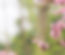 rosa Blumen