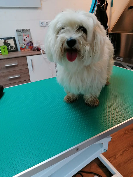 Malteserdame Sissy vorher