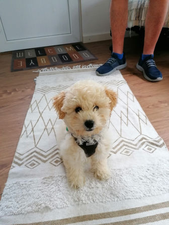 Welpeneingewöhnung Maltipoo Hugo