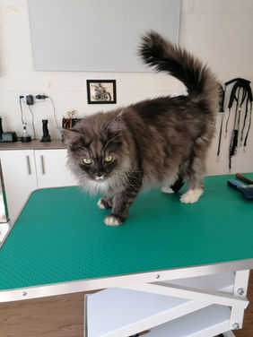 Katze beim Katzenfriseur Happy Paws in Poggersdorf