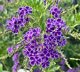 IMG_7125.JPEG