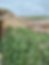 Thumbnail: Cucumis Sagittatus