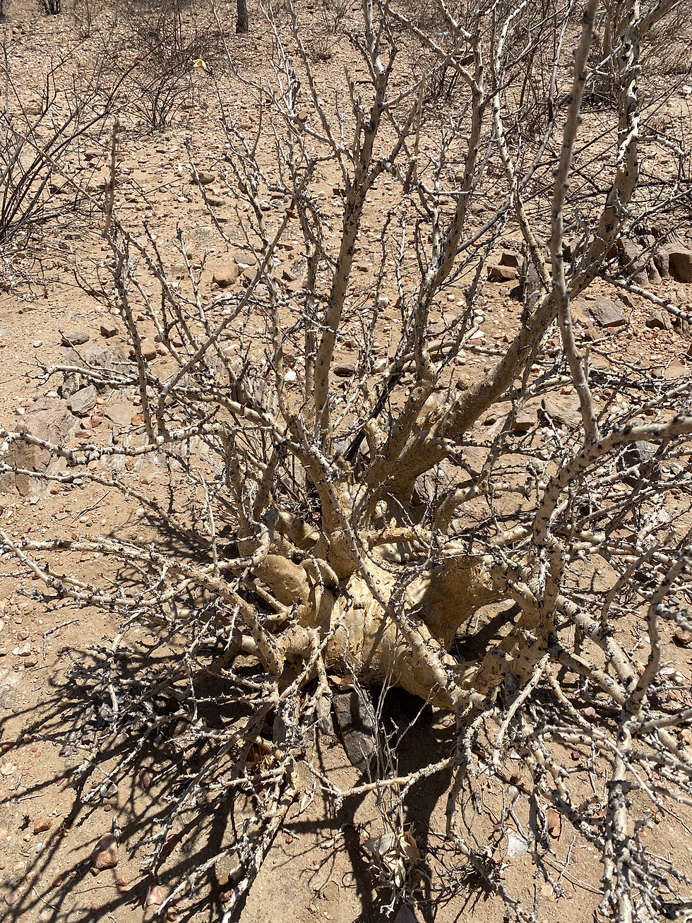 Thumbnail: Sesamothamnus guerichii