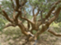 Commiphora glaucescens
