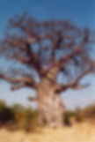 Adansonia Digitata - Boabab