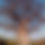 Thumbnail: Adansonia Digitata - Boabab