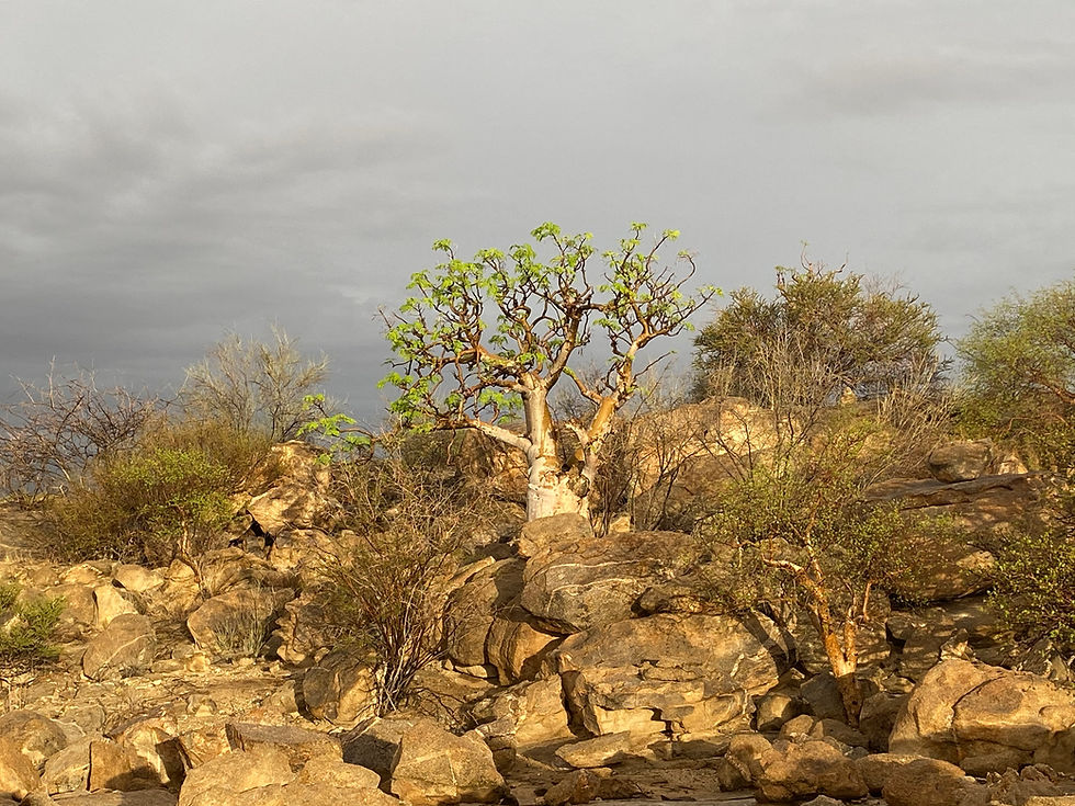 Thumbnail: Moringa Ovalifolia