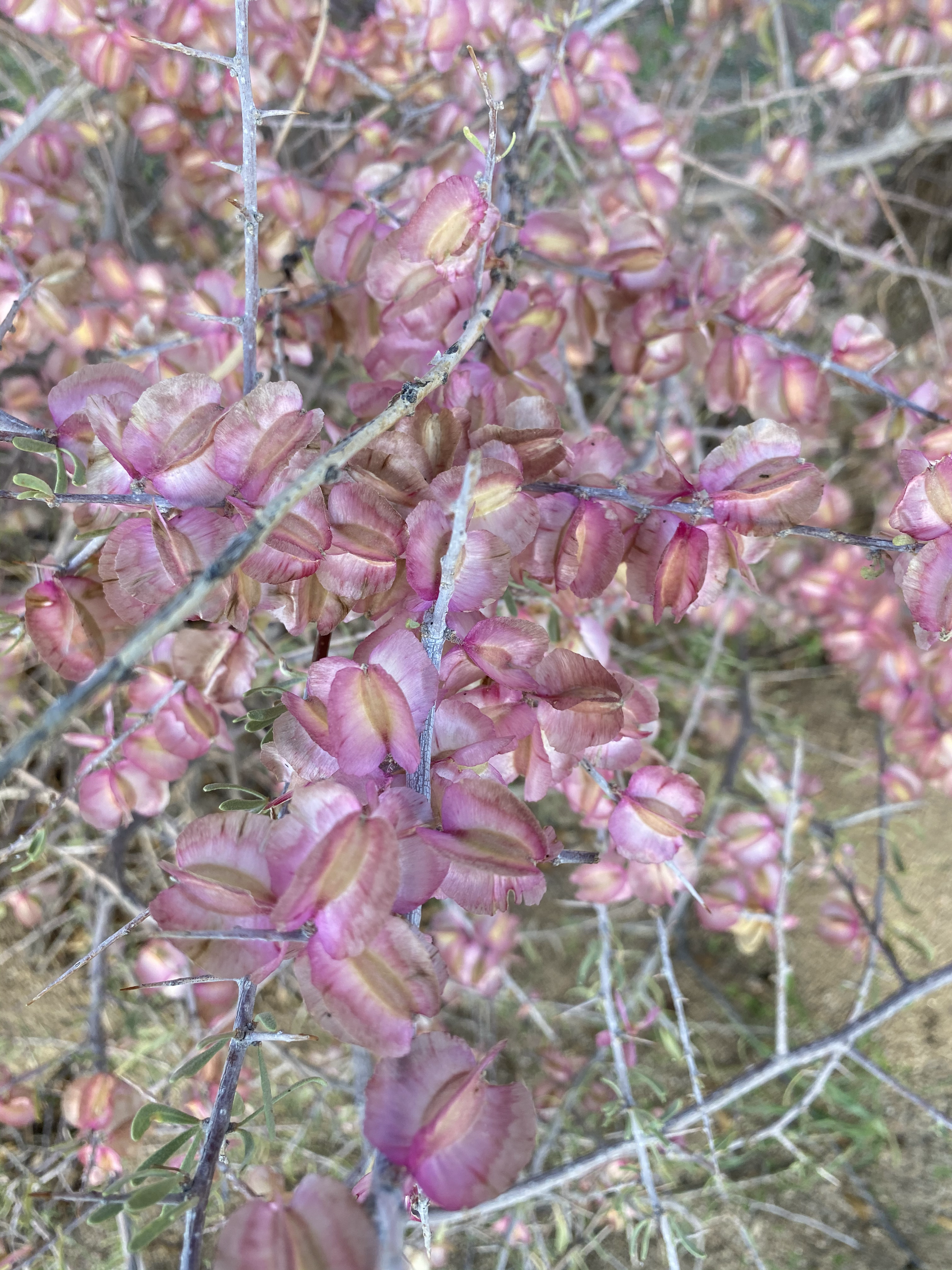 Phaeoptilum spinosum