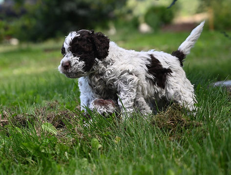 Black and white dog