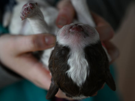 Can I see the Puppies?