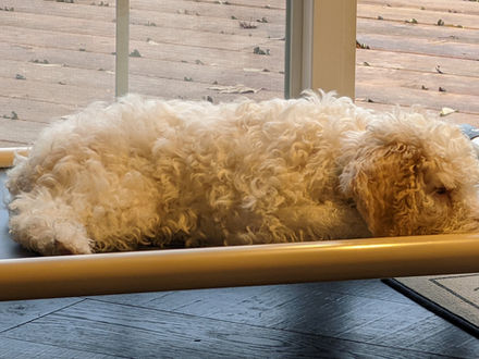 Lagotto Romagnolo vs. Other Hypoallergenic Breeds: Is This the Right Dog for You?