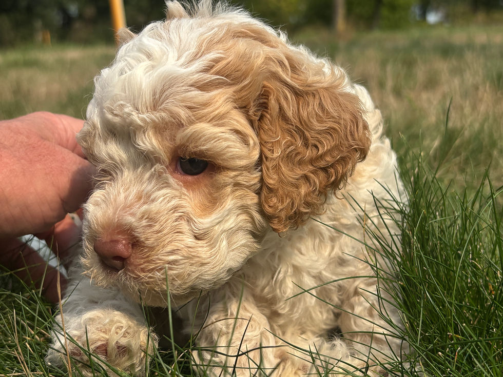 Cute orange roan Lagotto Romagnolo puppy from Ginger and Mousse's last litter – curly-coated and ready for forever homes