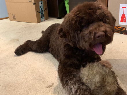This is looking to be a great year here at Northwest Lagotto!