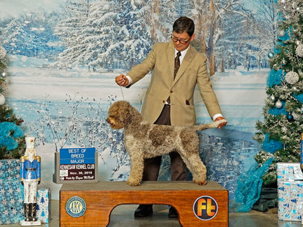 Northwest Lagotto is opening its wait list for the first time in months!