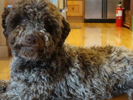 Understanding Dog Behavior: Why They Lick, Bark, Dig & Howl