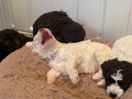 Preserving the Lagotto Romagnolo: How Northwest Lagotto Champions Genetic Diversity