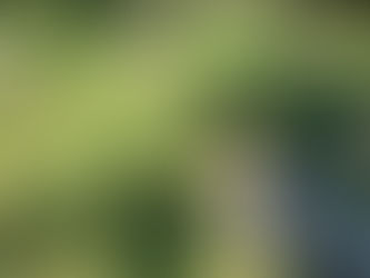 Lagotto Romagnolo Exercise Needs: How Much Activity Does This Energetic (But Balanced) Breed Really Require?