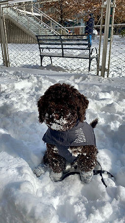 GIO in Snow.jpeg