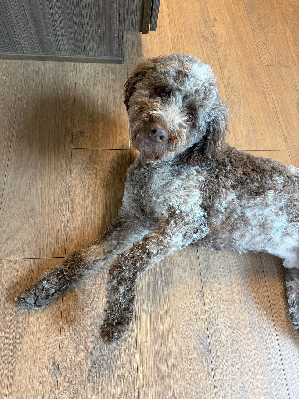 New Home for Adult Male Lagotto