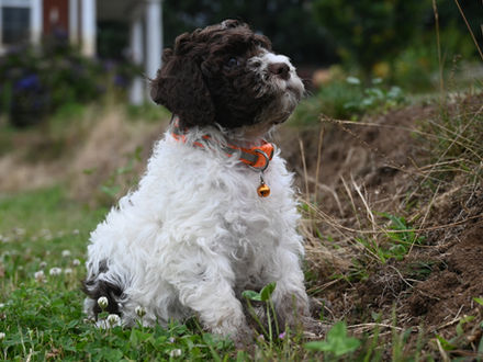 Truffle Hunting Dogs: The Lagotto Romagnolo’s Special Skill