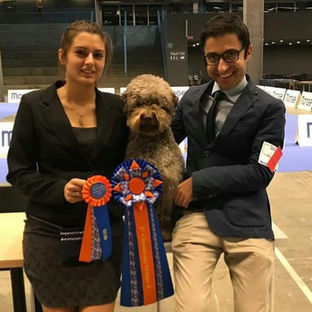 Lagotto Romagnolo Cost of Dog Ownership: Understanding the Investment in a Lifelong Companion