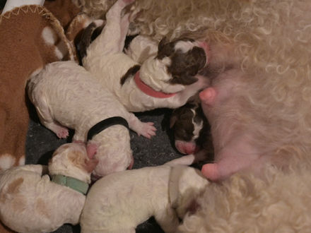 Taglietta has five Puppies!