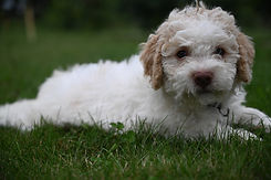 Blue at 8 weeks.jpg