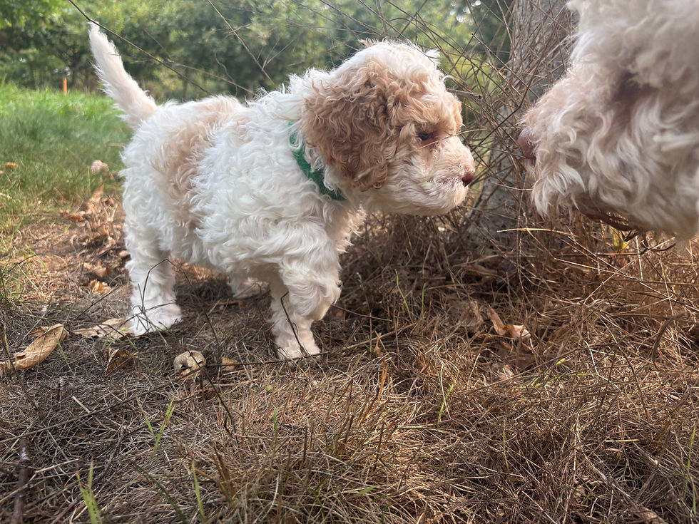 Exciting Lagotto Romagnolo Puppies for Sale: Expected Litter from Ginger and Mousse