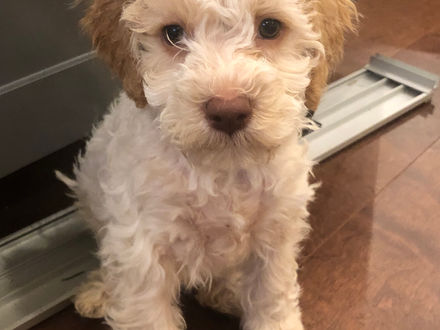 Choosing your Lagotto Romagnolo Breeder: