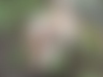 Lagotto are great with kids