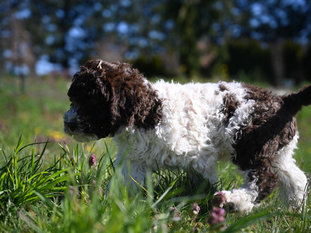 Lagotto puppies in the Sun!