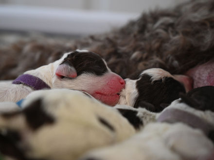 3 day old Lagotto puppies Thriving