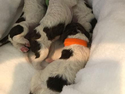 We have puppies!
