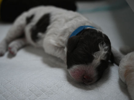 Puppies: Lagotto Romagnolo at 2 days old!