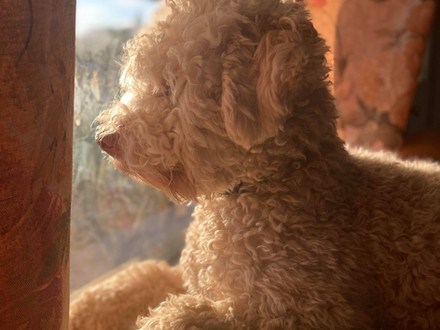 Meet our newest Lagotto: Elizabeth!