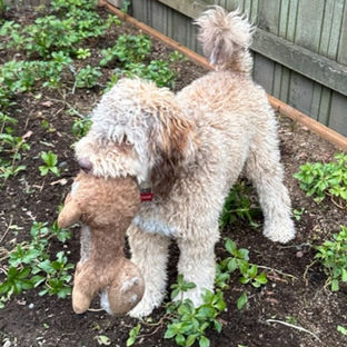 Hypoallergenic Dog Breeds: Is the Lagotto Romagnolo Right for You?  