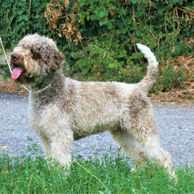 Why Choose a Lagotto Romagnolo Puppy from Northwest Lagotto: Our Commitment to Health and Happy Homes
