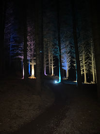 Tall Pines.jpeg