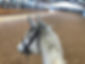 Grey horse in Hafod indoor arena