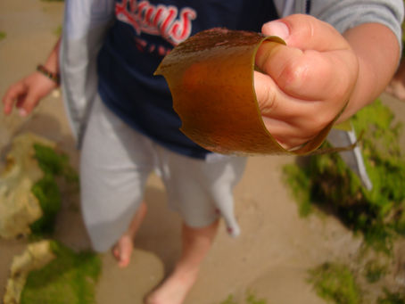 SAÍDA DE CAMPO COASTWATCH NA PRAIA DO BALEAL