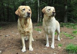 2021 May 28th Halo and Xena