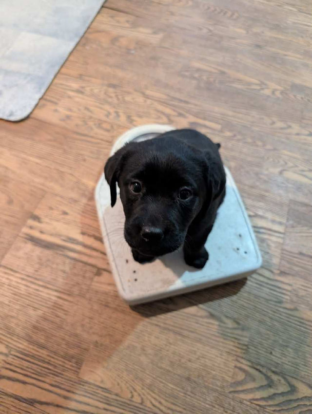 Little guy