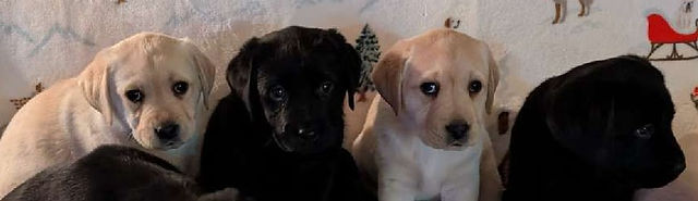 Lola, Callie, LP, Little Guy