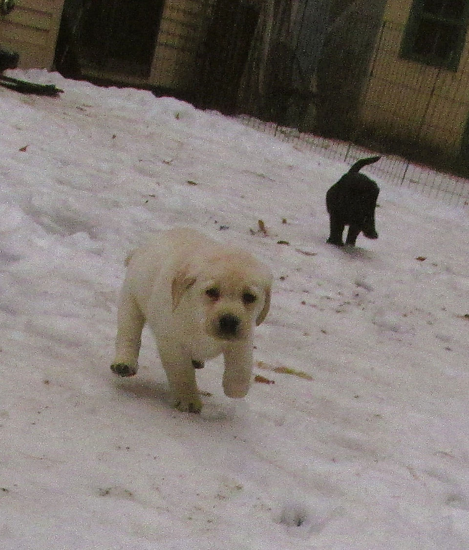 Hey Murphy!