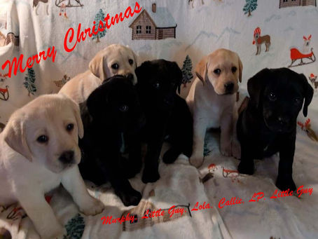 Christmas photo shoot.