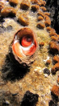 Naxos eye