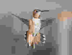 hummingbird in mid flight