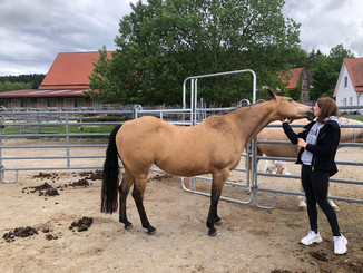 Pferd mit ausgeprägtem Senkrücken